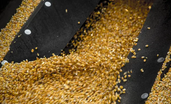 Corn farm yellow seed grain — Stock Photo, Image