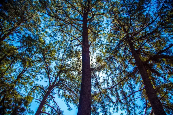 Caminho de árvore de pinheiro — Fotografia de Stock