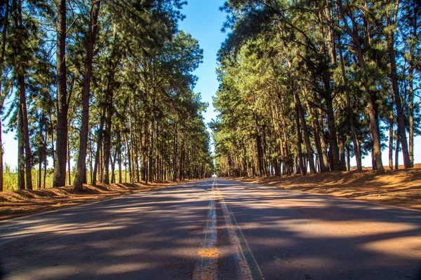 Caminho de árvore de pinheiro — Fotografia de Stock