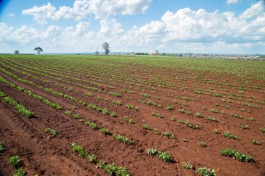 Fıstık Plantation alan