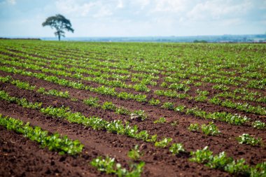 Fıstık Plantation alan