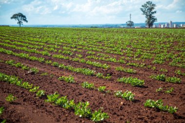 Fıstık Plantation alan