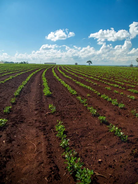 Campo de plantación de maní — Foto de Stock