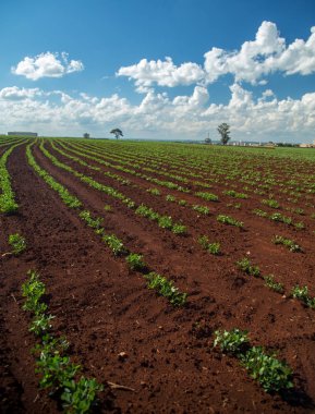 Fıstık Plantation alan