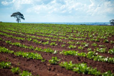 Fıstık Plantation alan