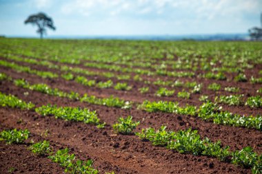 Fıstık Plantation alan