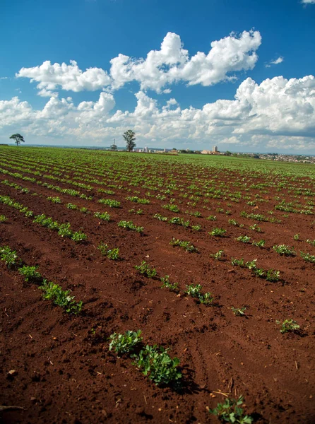 Peanut Plantation field