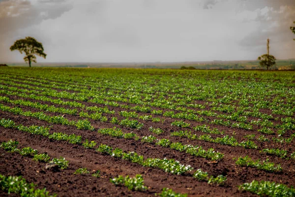 Fıstık Plantation alan