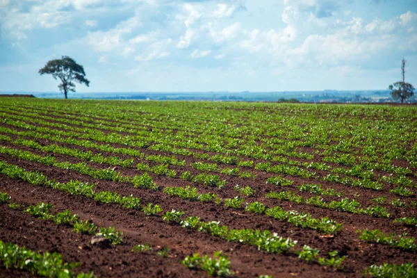Fıstık Plantation alan