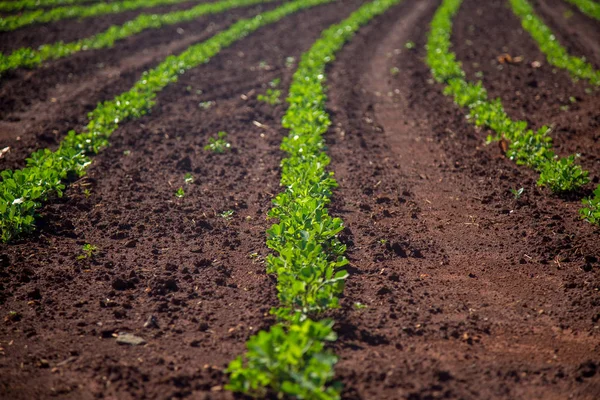 Campo de plantación de maní —  Fotos de Stock