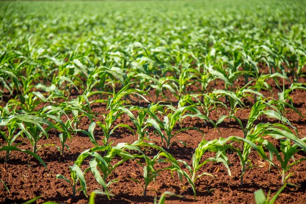 Campo de cultivo de maíz —  Fotos de Stock