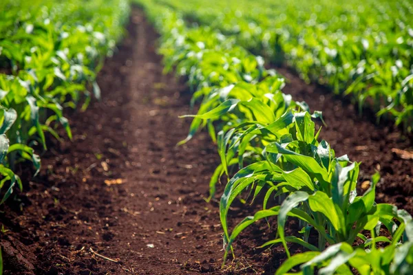 Campo de cultivo de maíz —  Fotos de Stock