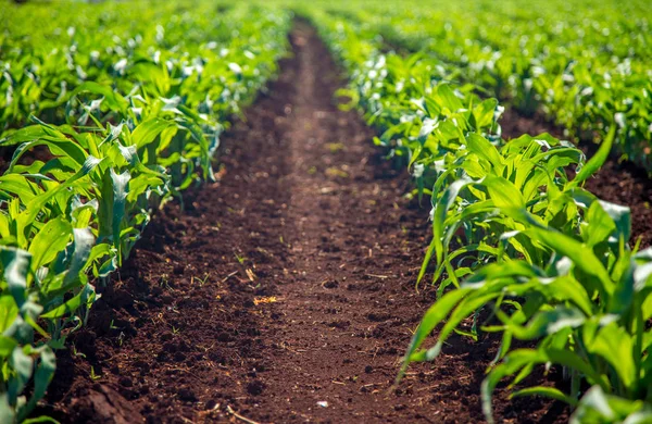 Campo de cultivo de maíz —  Fotos de Stock