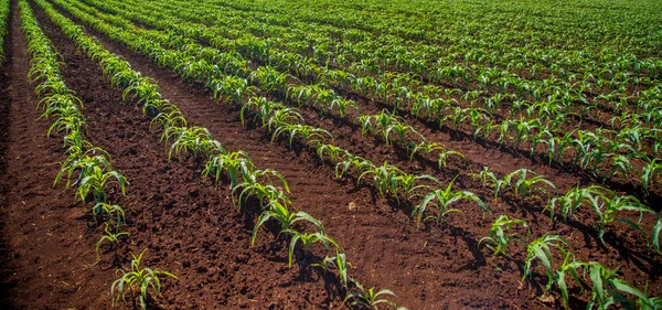 Campo de cultivo de maíz —  Fotos de Stock