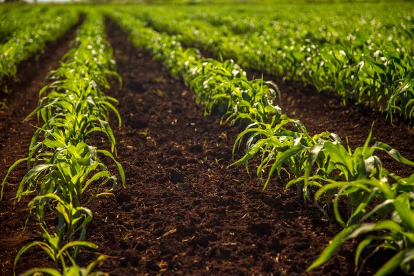 Kukuřičné plantáže pole — Stock fotografie