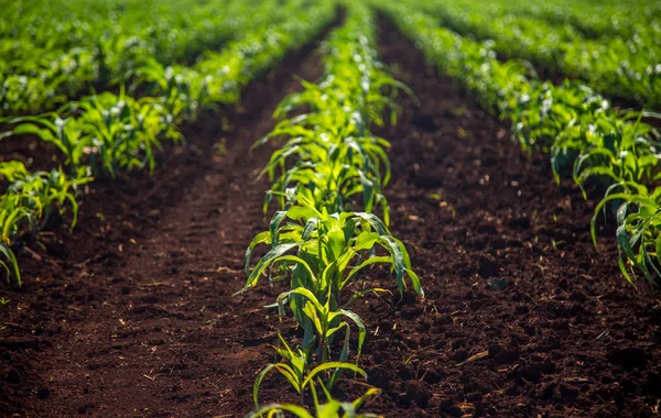 Campo de cultivo de maíz —  Fotos de Stock