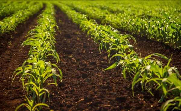 Campo de cultivo de maíz —  Fotos de Stock