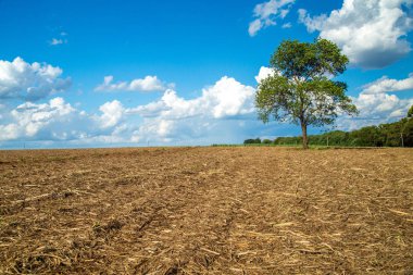 şeker kamışı sanayi