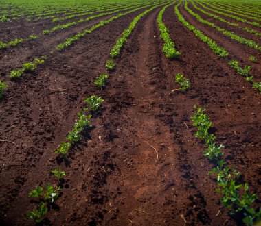 Fıstık çiftlik çiftlik