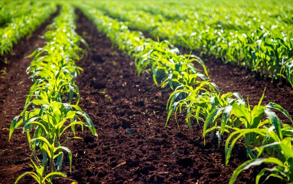 Campo de cultivo de maíz —  Fotos de Stock