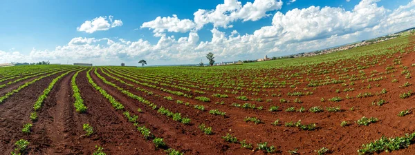 Peanut Plantation farm — Stock Photo, Image