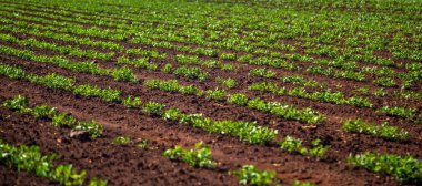 Fıstık çiftlik çiftlik