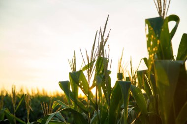 Mısır ekimi günbatımı