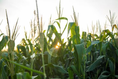 Mısır ekimi günbatımı