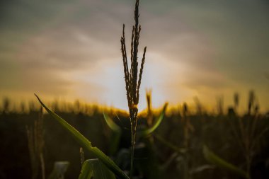 Mısır ekimi günbatımı