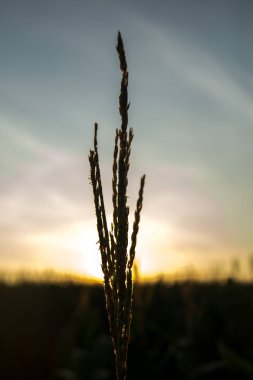 Mısır ekimi günbatımı