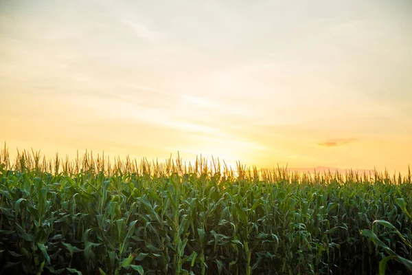 Coucher de soleil sur la plantation de maïs — Photo