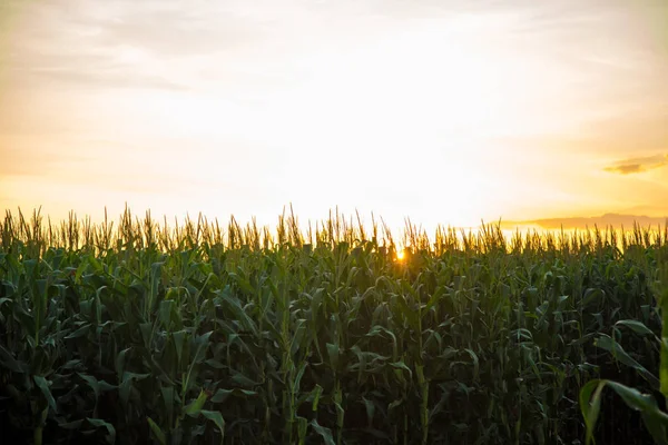 Coucher de soleil sur la plantation de maïs — Photo