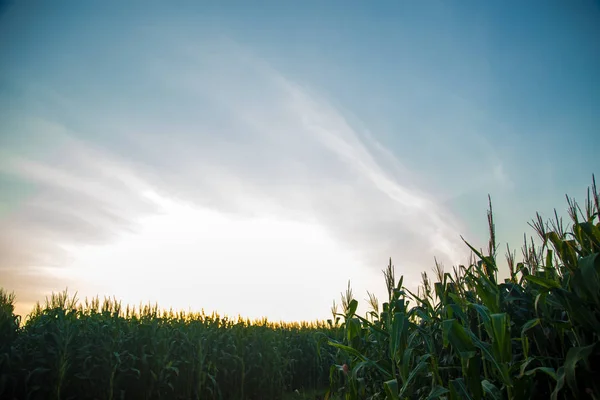 Coucher de soleil sur la plantation de maïs — Photo