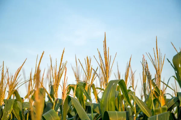 Coucher de soleil sur la plantation de maïs — Photo