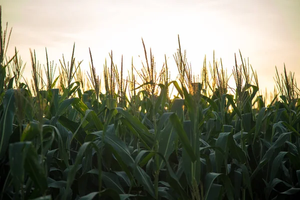 Coucher de soleil sur la plantation de maïs — Photo