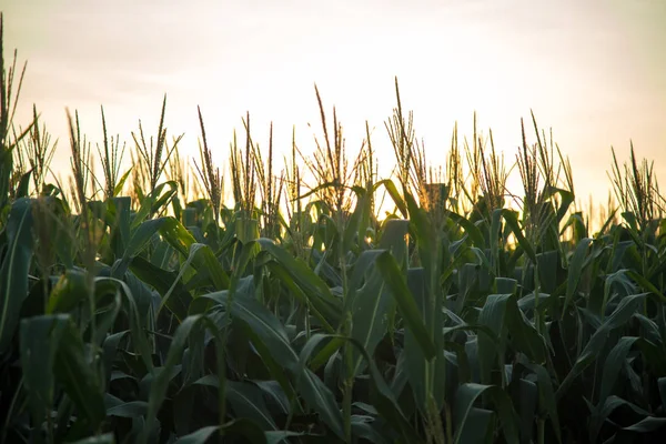 Pôr do sol da plantação de milho — Fotografia de Stock