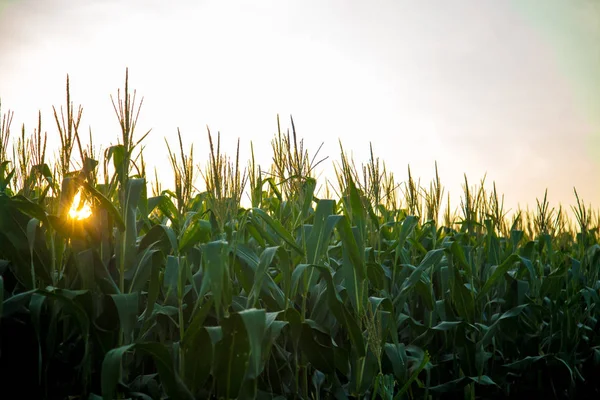 Pôr do sol da plantação de milho — Fotografia de Stock