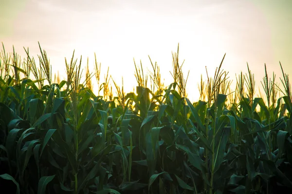 Coucher de soleil sur la plantation de maïs — Photo