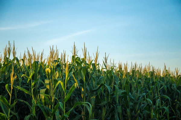 Atardecer de plantación de maíz — Foto de Stock