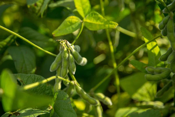 Soya ekimi alan altın bitki