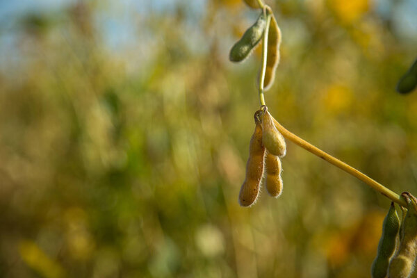 Завод по обработке соевых плантаций
