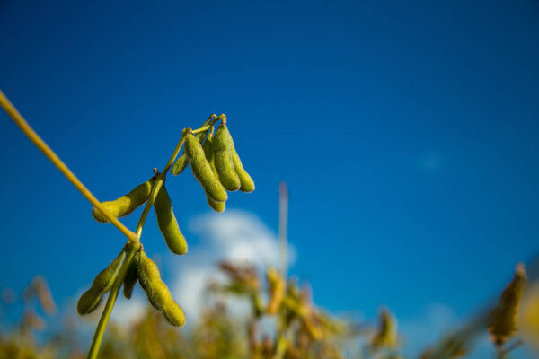 Завод по обработке соевых плантаций
