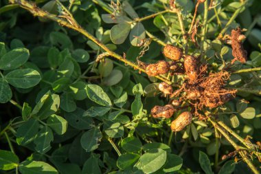 fıstık ayrıntı tohum bitki 