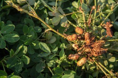 fıstık ayrıntı tohum bitki 