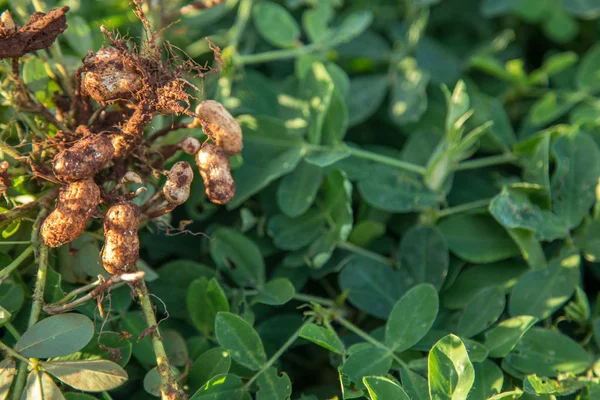 fıstık ayrıntı tohum bitki 