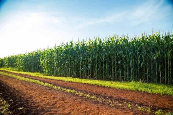 Maïs plantage veld boerderij — Stockfoto