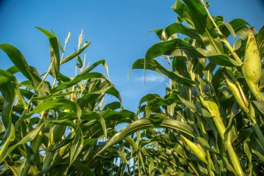 Mısır Ekim alanı alan çiftlik 