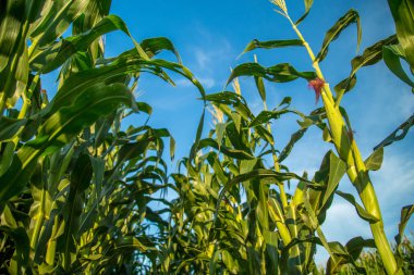 Mısır Ekim alanı alan çiftlik 