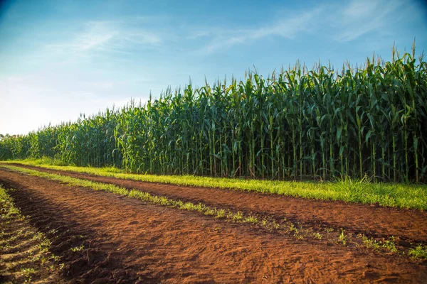 Fazenda de campo de plantação de milho — Fotografia de Stock