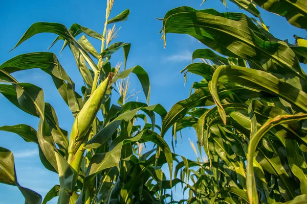 Mısır Ekim alanı alan çiftlik 